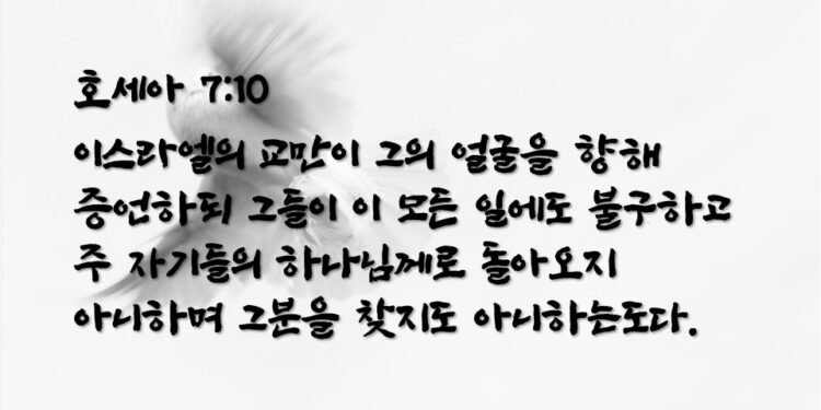 심장이 없는 어리석은 비둘기